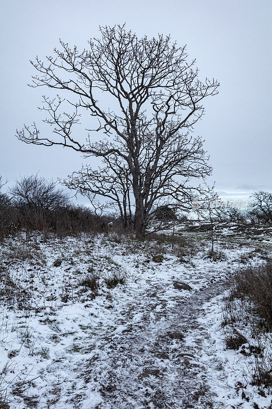 不列颠哥伦比亚省维多利亚罕见降雪