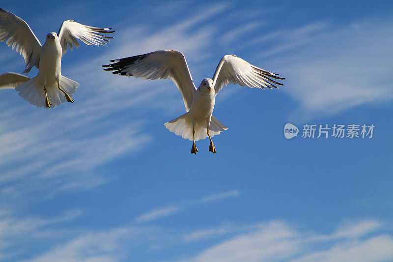 海鸥鲱鱼