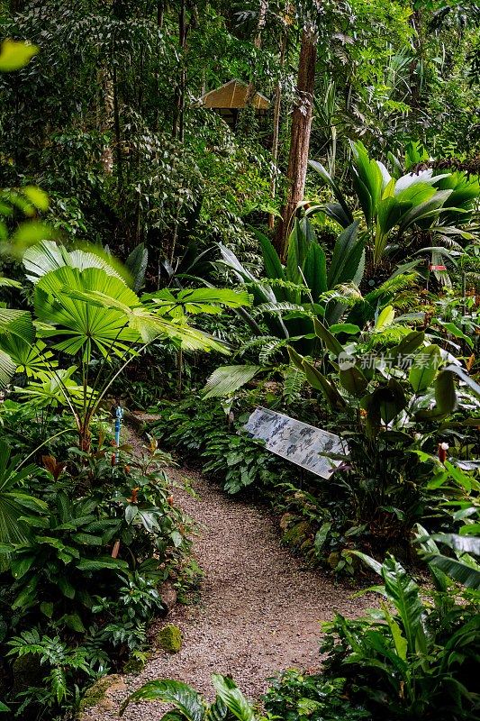 郁郁葱葱的绿色植物在热带丛林森林马来西亚槟城岛