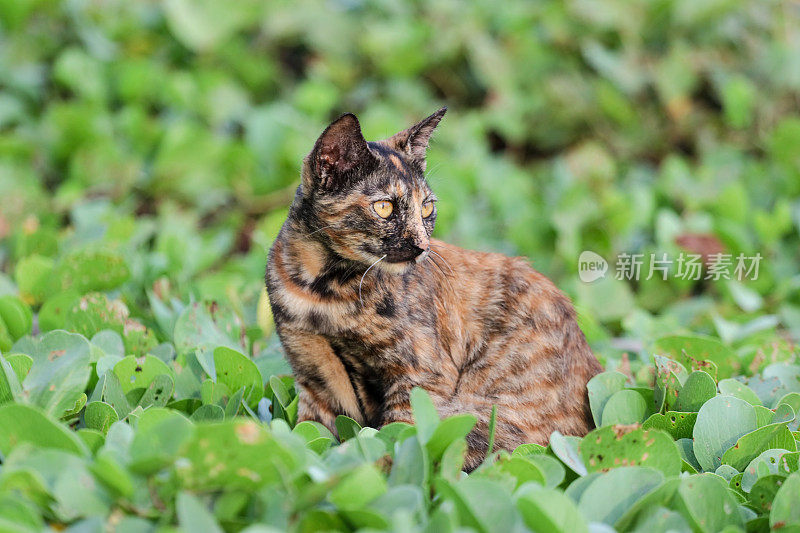 猫在亚齐海滩玩耍