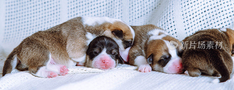 彭布罗克威尔士柯基犬的四只可爱的小狗在白色的棉格上以不同的姿势睡觉。
