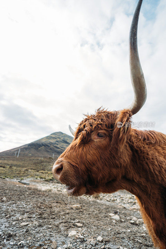 英国苏格兰斯凯岛毛茸茸的高地牛