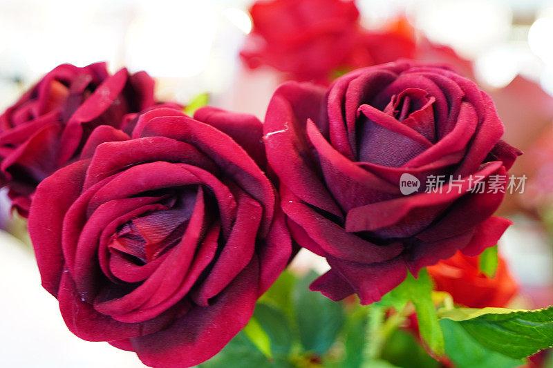 人造红玫瑰开花