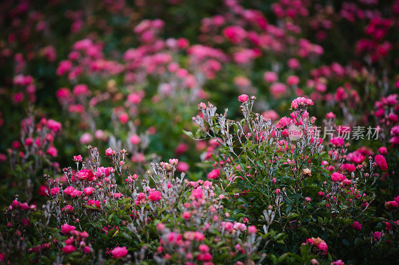 粉红色小玫瑰园