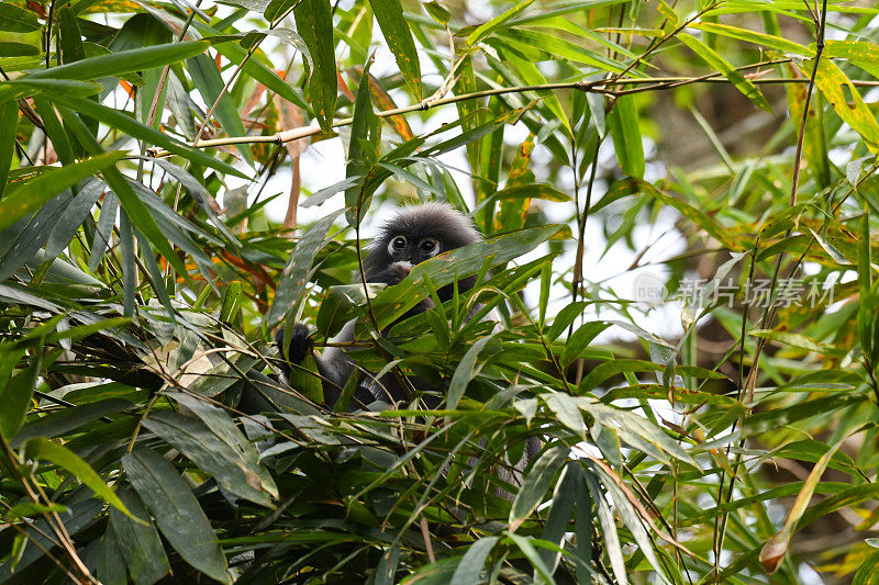 在竹叶内，暗叶猴，沙棘猿，濒危，002