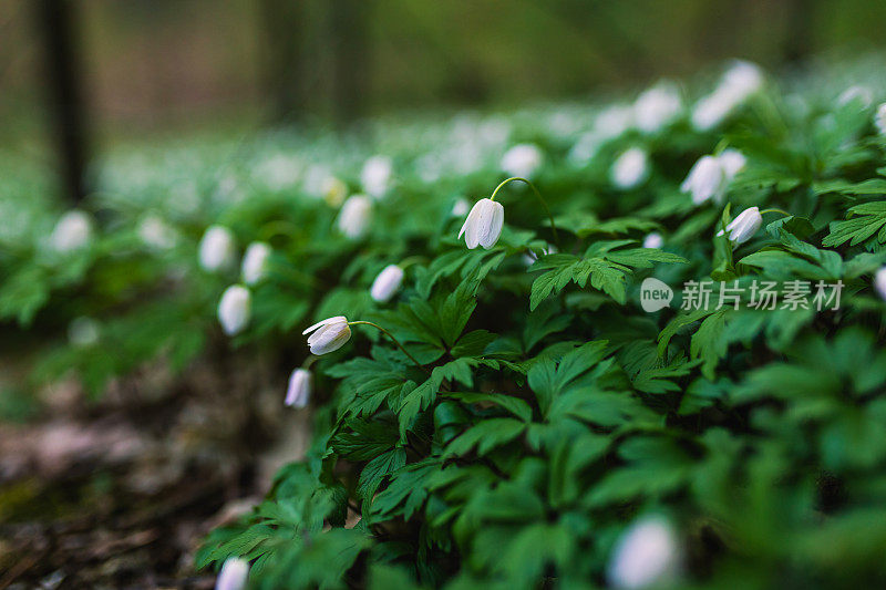 精灵森林。春天的花朵