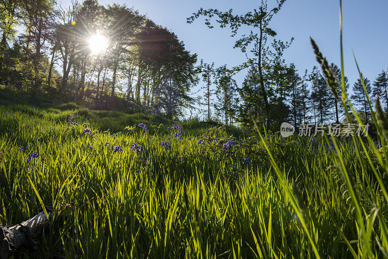 温暖的阳光照射在北爱尔兰格伦里夫森林公园的草地上