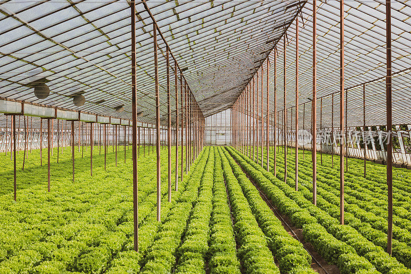 在温室农场的土壤中种植有机生菜或沙拉蔬菜。