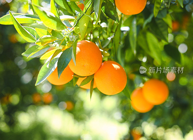 成熟的橘子长在树上