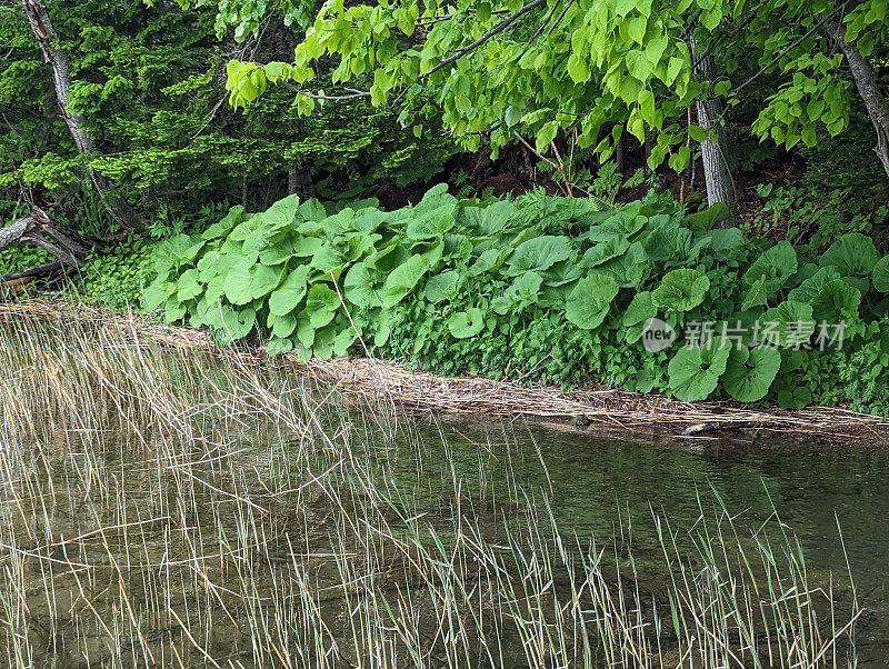 日本阿坎湖的植物栖息地