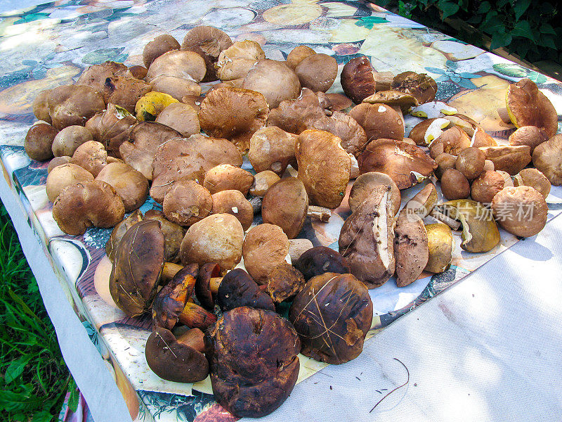 桌上有很多可食用的蘑菇。