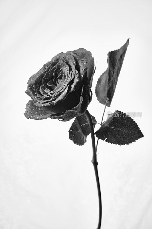 黑白单玫瑰在白色背景下，用工作室软盒子照亮。