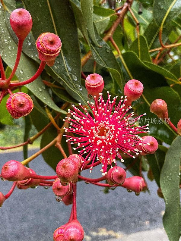 美丽的红色花朵和雨点