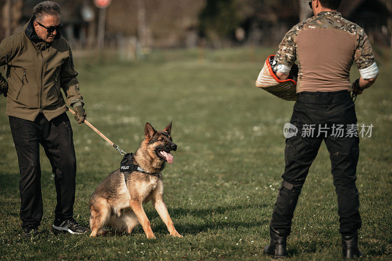 德国牧羊犬好斗的狗训练服从