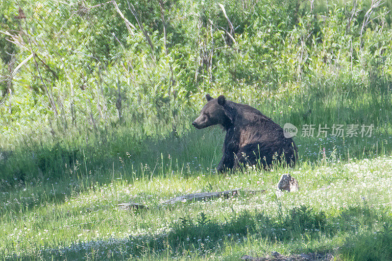 在北美美国西部黄石生态系统的拉马尔河上，灰熊在草地上打滚后坐着