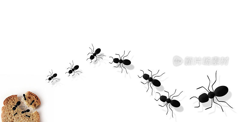 白色背景上有许多蚂蚁。蚂蚁吃面包。昆虫的食物。