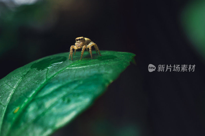 小蜘蛛坐在树叶上的自然股票照片