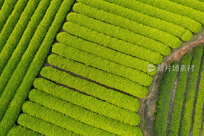 俯瞰春茶种植园