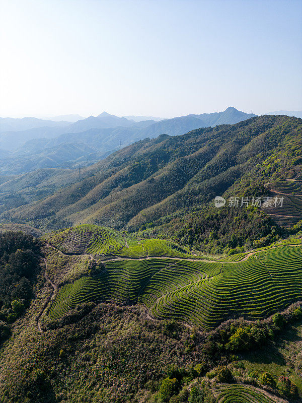 山谷中的茶园