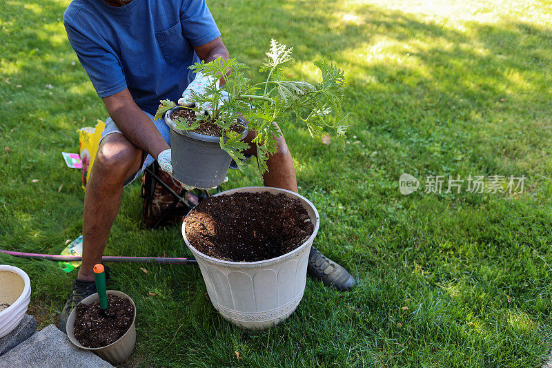 一个黑人正在把香茅盆栽到花盆里