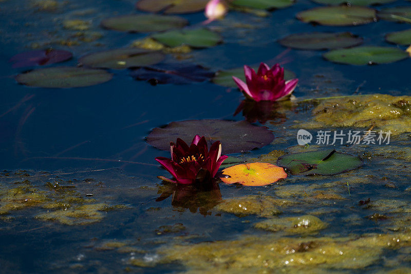 睡莲花和绿叶的形象