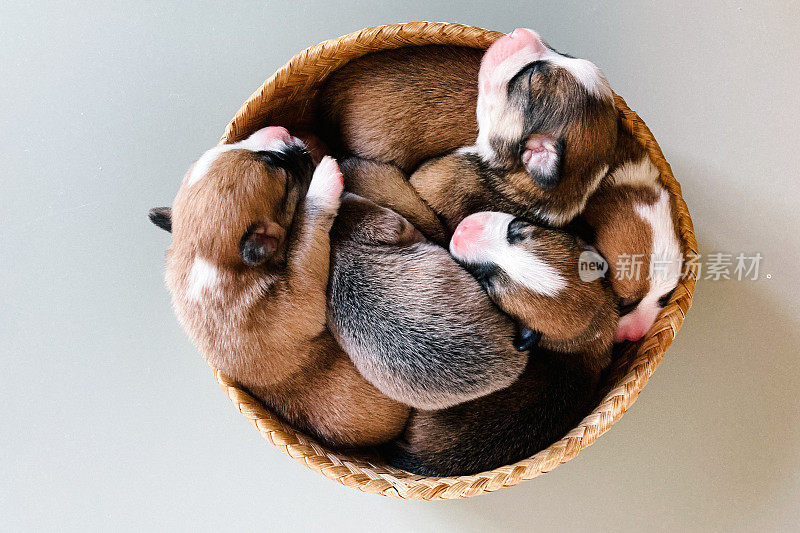 五只可爱的威尔士柯基小狗睡在篮子里