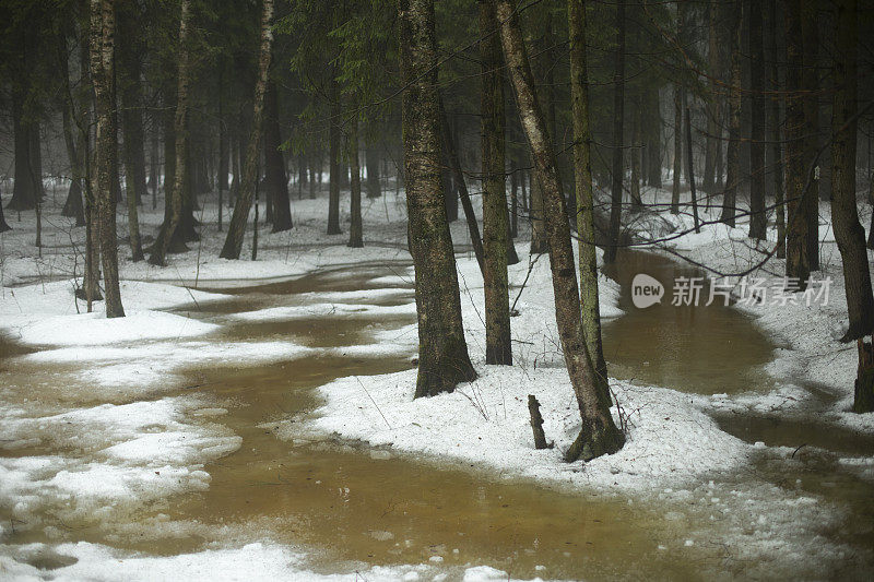 融化森林中的水。森林里的雪融化了。春天融化。