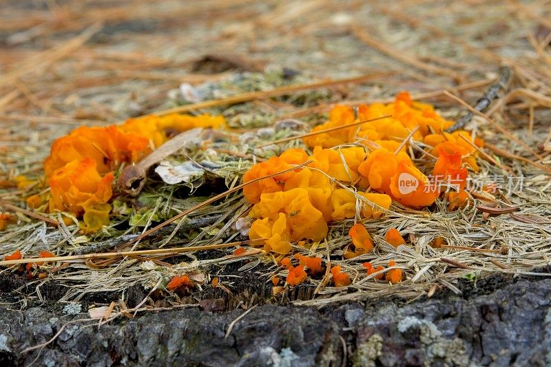 佛蒙特州腐烂树桩上生长的橙色黏液霉菌特写