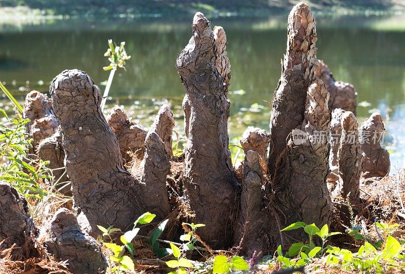秃柏树的膝盖结构突出在休斯顿，德克萨斯州的一个淡水湖的边缘。