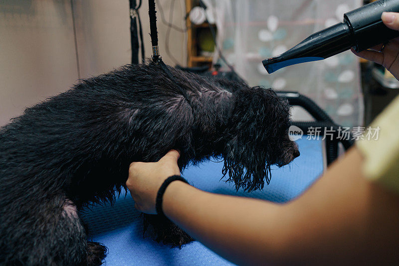 在梳理过程中，一只狗洗澡并擦干身体