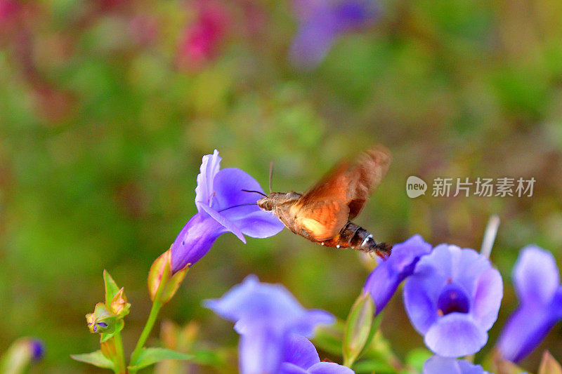 蜂鸟鹰蛾悬停与吸蜜