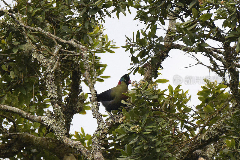 鲁文佐里Turaco