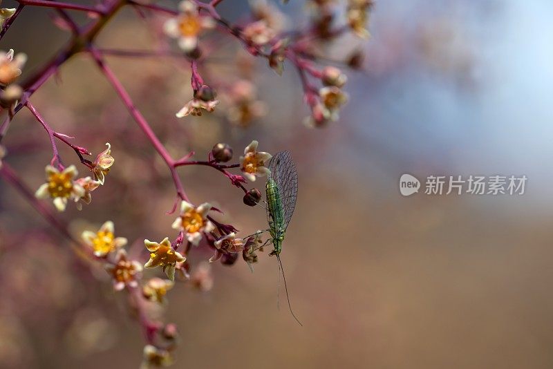 花边飞