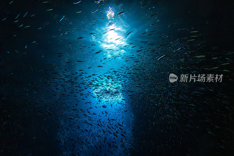 阳光照耀着一大群小鱼饵鱼，它们在黑暗的海洋洞穴里游来游去