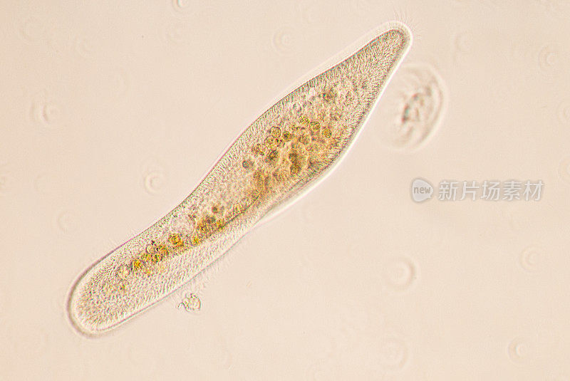 草履虫是显微镜下单细胞纤毛原生动物和细菌属。