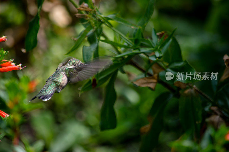 花园的宝石:飞行中的雌性蜂鸟