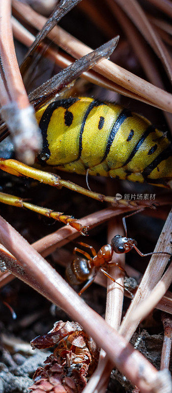 一只蚂蚁爬上松针，爬到一只死黄蜂的尸体上