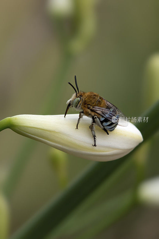 蓝带蜂