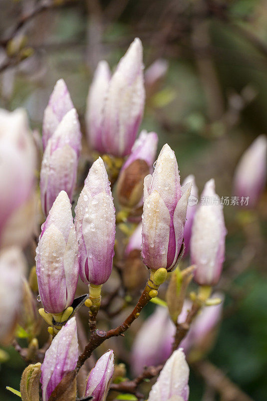 玉兰树在春天开花带着雨滴