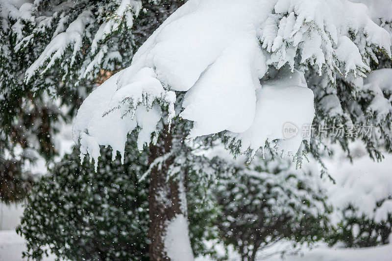 纯白色的背景上，杉树树枝上覆盖着厚厚的积雪