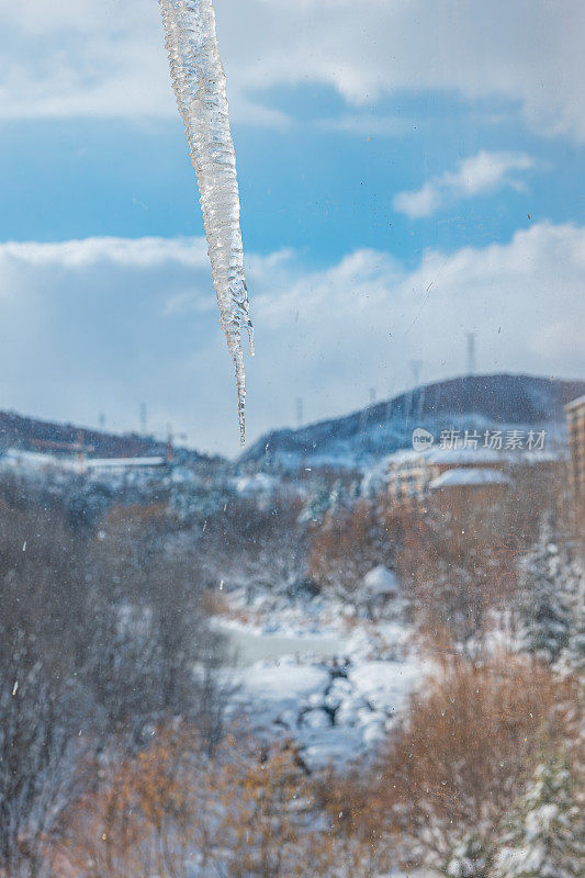 纯白色的背景上，杉树树枝上覆盖着厚厚的积雪