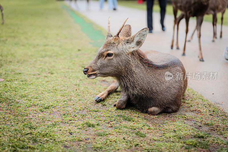 一只梅花鹿在奈良公园休息