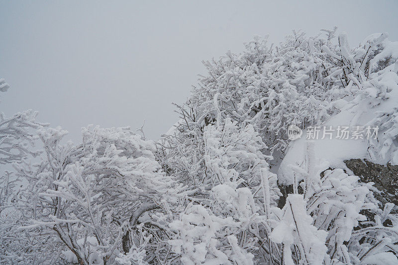 山中硬霜冰(雪晶)