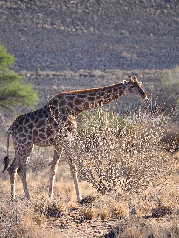 长颈鹿在野外，站立着