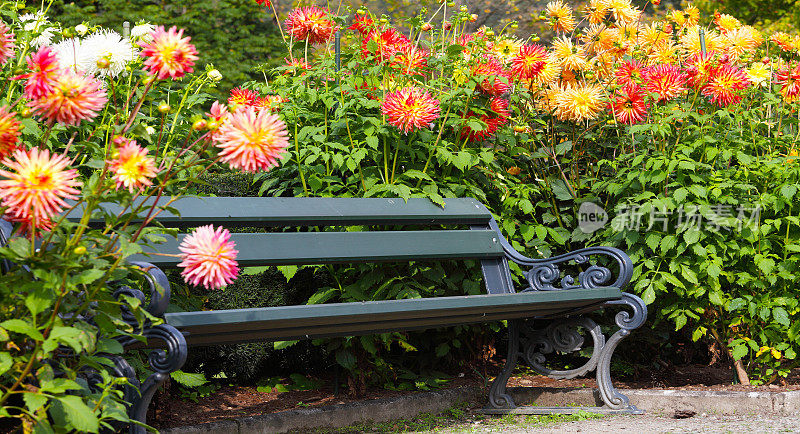 公园里大丽花花坛上的长椅