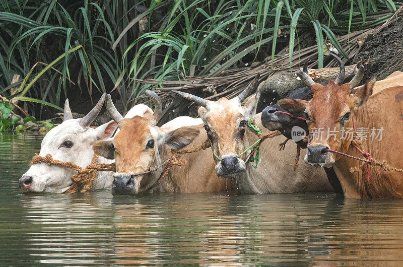 四头牛在一条河里