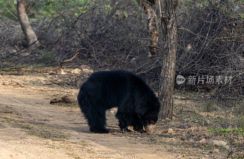 野生树懒熊漫游在印度拉贾斯坦邦的Ranthambore国家公园