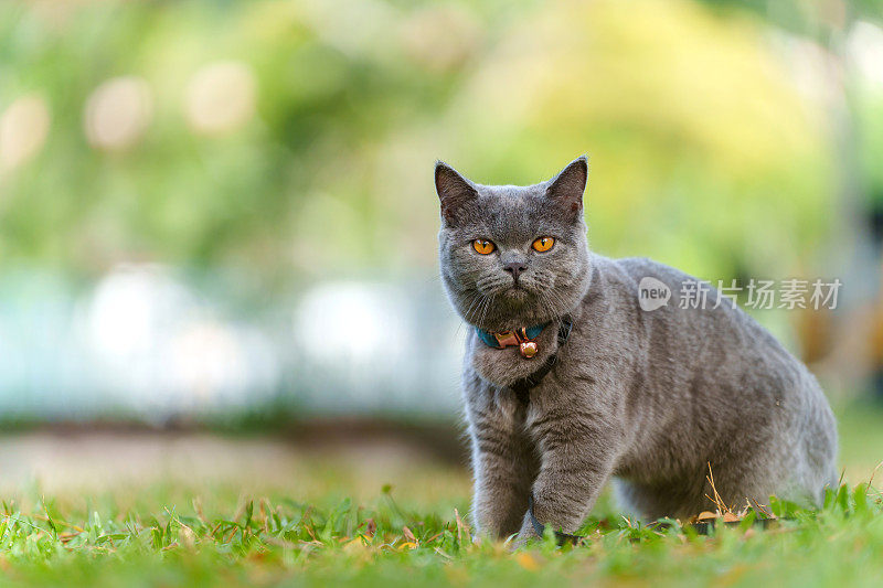 一只可爱的灰猫坐在公园的草地上，用模糊的绿色自然背景凝视着前方。