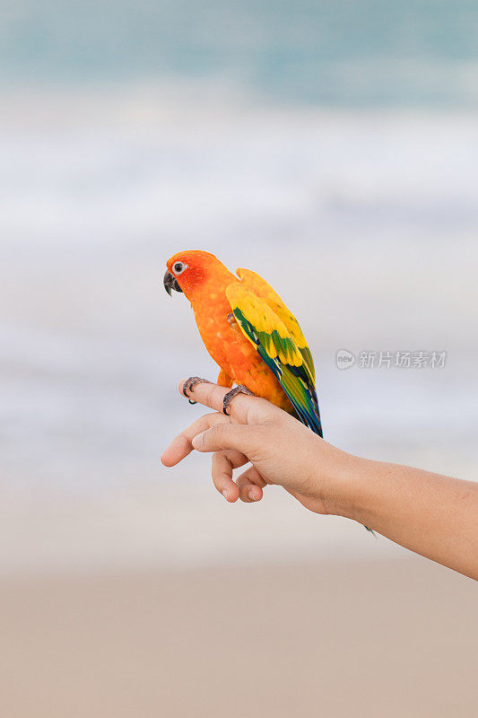 2024年春天，日落时分，佛罗里达州棕榈滩，一只色彩斑斓的太阳Conure鸟