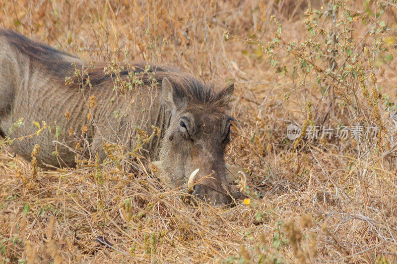 坦桑尼亚塔兰吉雷国家公园稀树草原上的普通疣猪